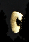 Luna entre pinos
