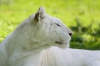 El tigre albino