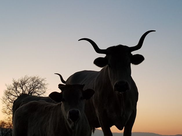 AMA-ALABAK ILUNABARREAN