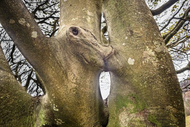  el amor entre los árboles