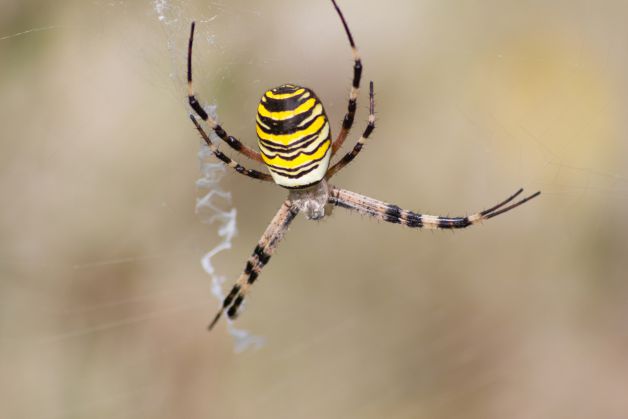 araña tigre