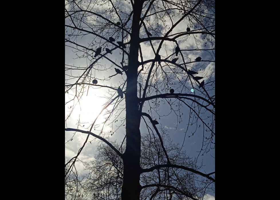 Árbol lleno de vida