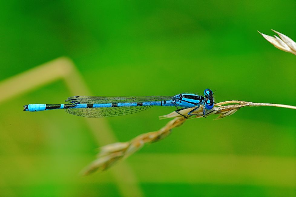 argia anceps  ( caballito del diablo)