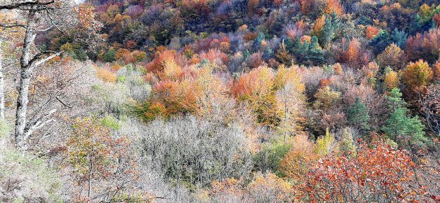 Bosque multicolor.