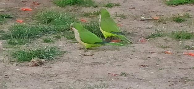 Un buen y colorido día para pasear.