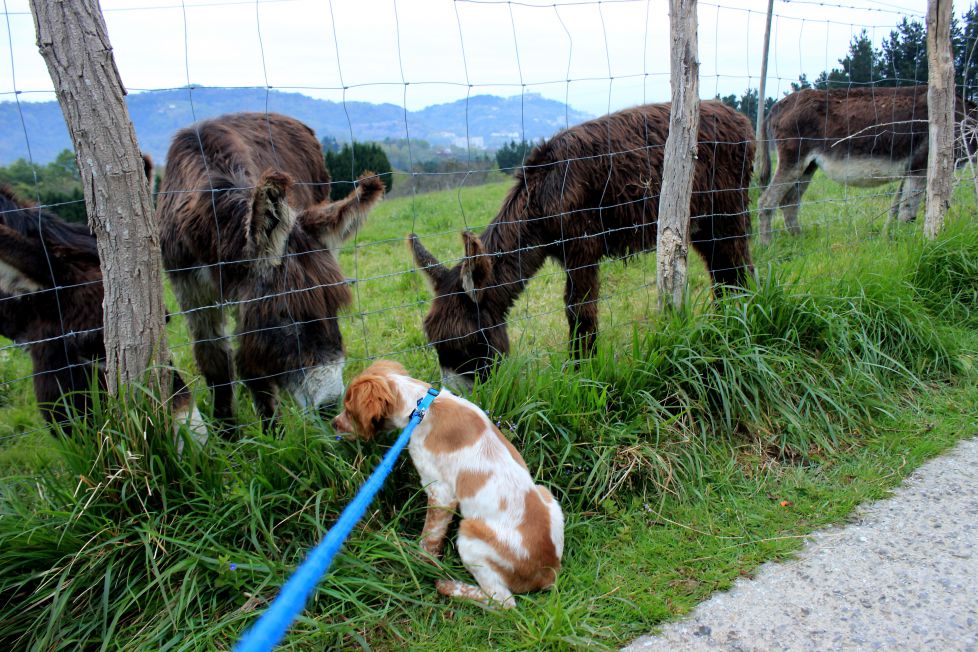 Burros y perro.