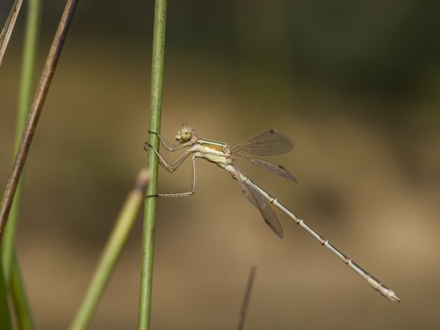 caballito del diablo 