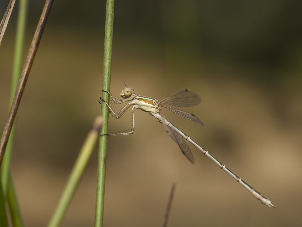 caballito del diablo 