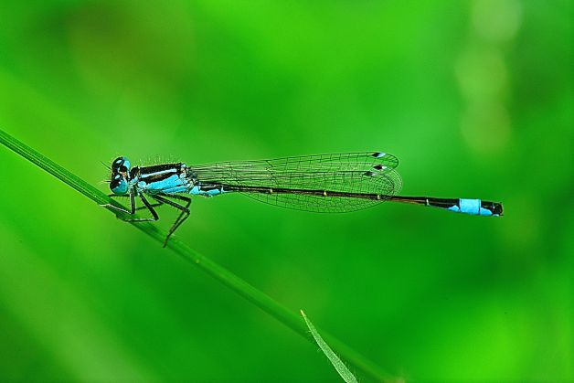 caballito del diablo