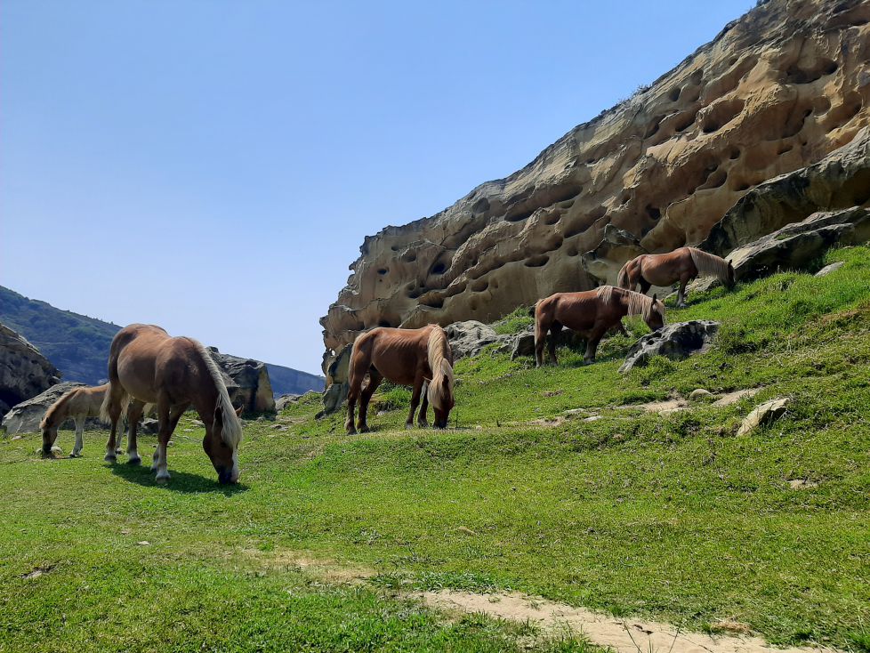 Caballos en Jaizkibel.