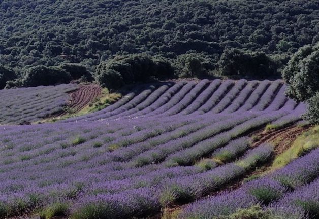 campo de lavandas