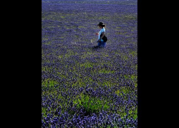 El color y el aroma de la lavanda en Brihuega