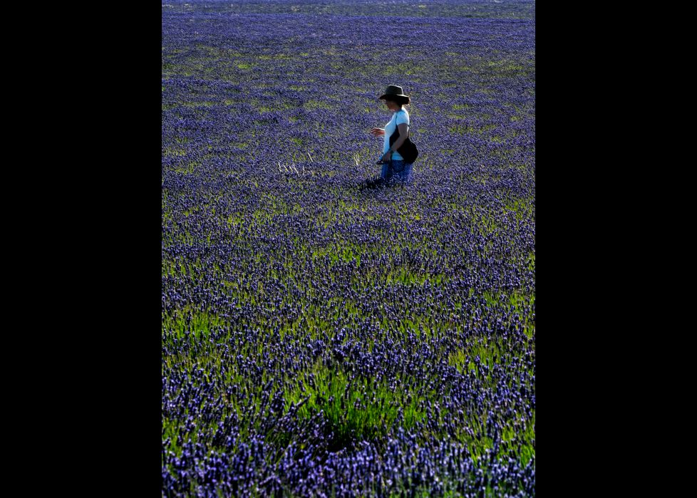 El color y el aroma de la lavanda en Brihuega