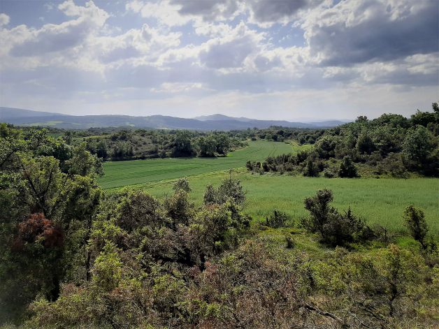 Como un río de cereal.