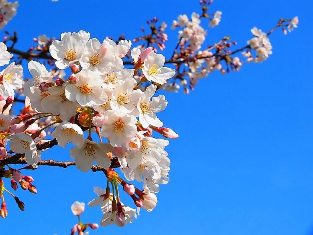 Contraste blanco y azul