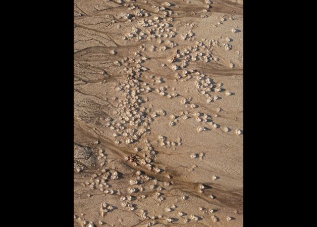 Diamantes en la arena