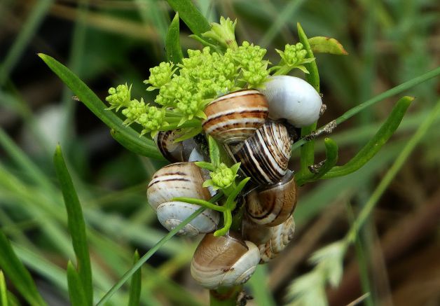 Ensalada de caracoles