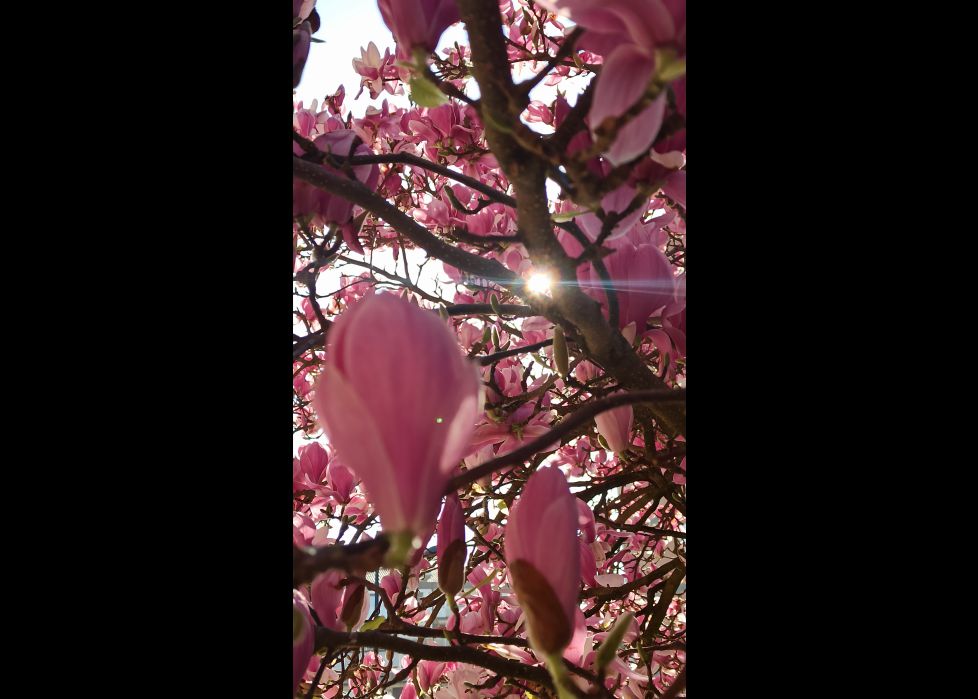 Entre magnolias!!