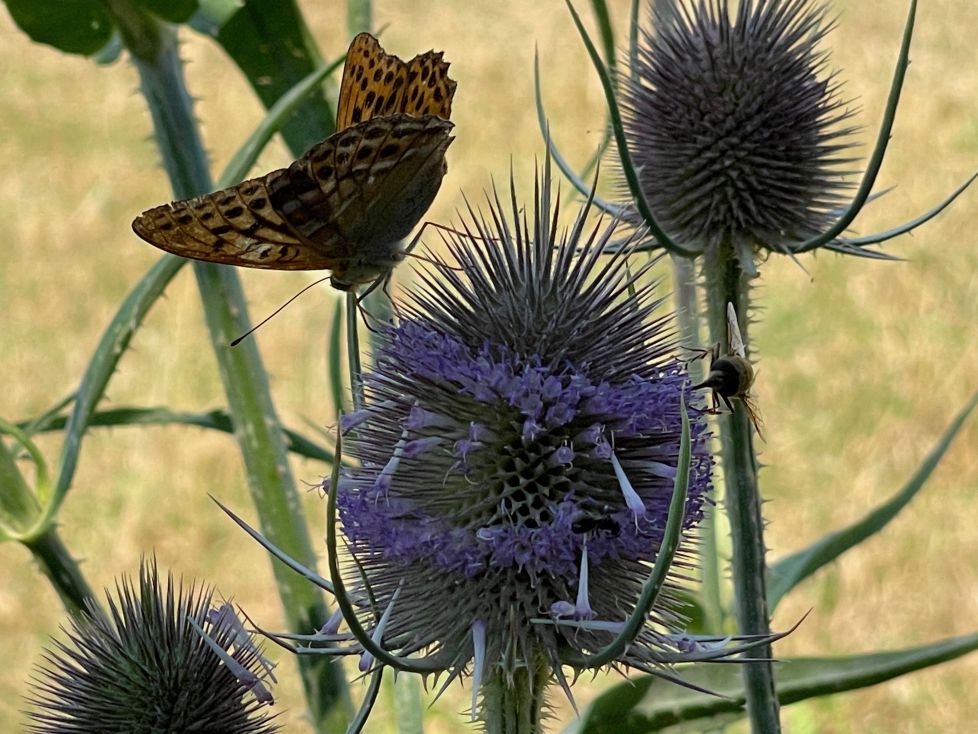 ERLEA ETA MITXELETA KARDOEN LORA XURGATZEN