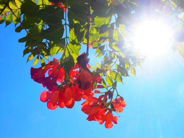 Flores rojas bajo el sol