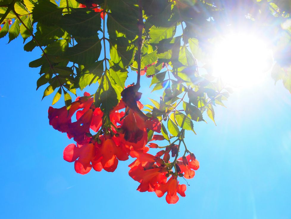 Flores rojas bajo el sol