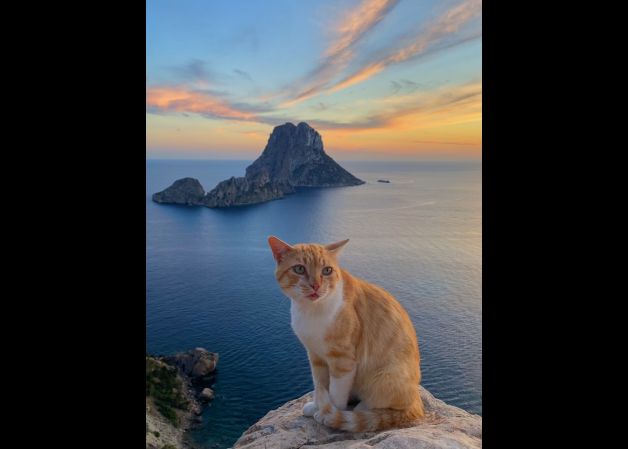 Gato en Es Vedrá - Ibiza