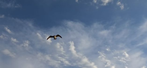 Gaviota, cielo azul y nubes.