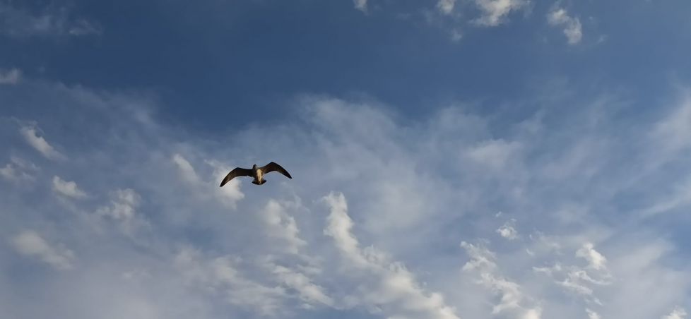 Gaviota, cielo azul y nubes.