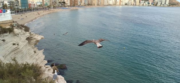Gaviotas planeando sobre la playa de Benidorm.