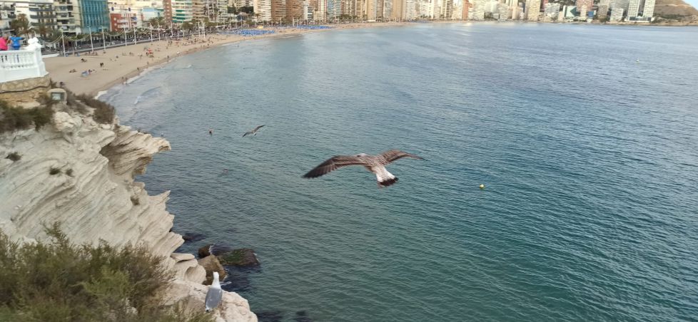 Gaviotas planeando sobre la playa de Benidorm.