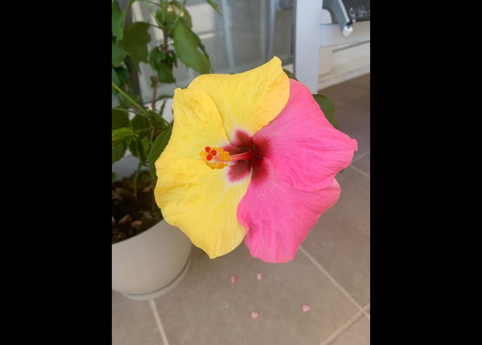 Hibiscus