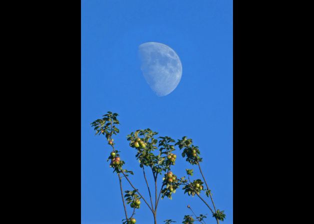La Luna y las manzanas