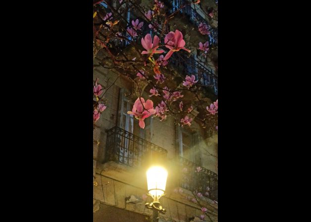 Magnolias de Donosti!!