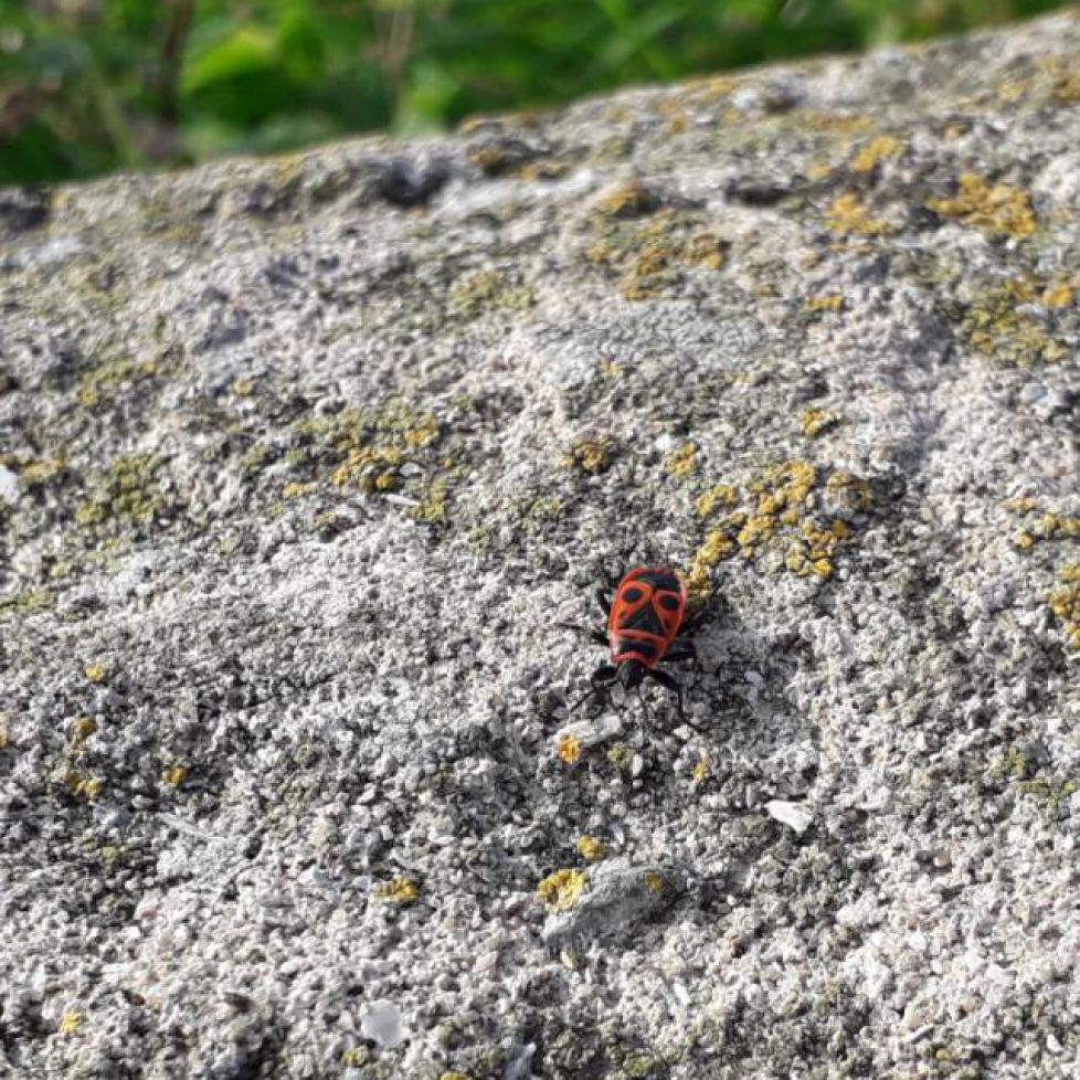 El mundo a través de los ojos de un insecto