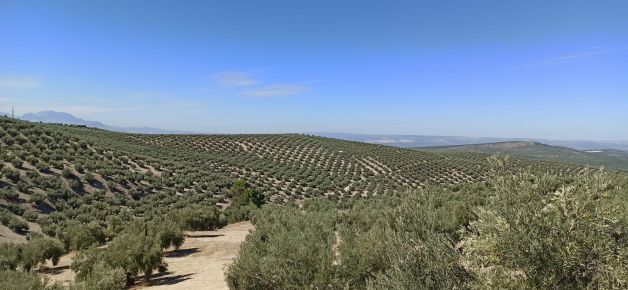 Olivar de Jimena, Jaén