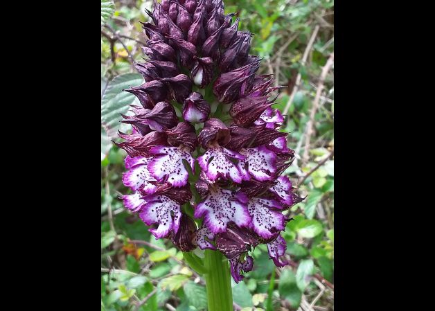 Orquídeas silvestres
