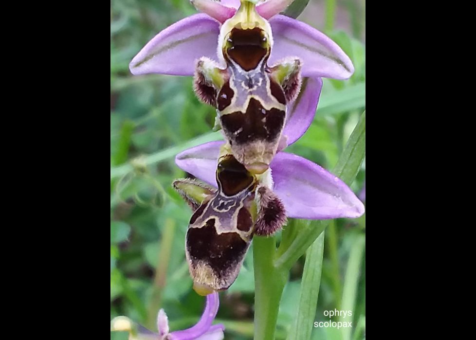 Orquídeas silvestres