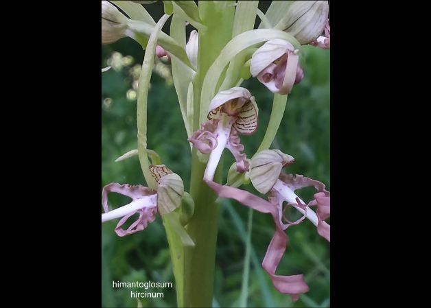 Orquídeas silvestres