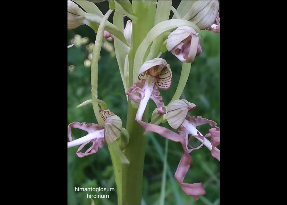 Orquídeas silvestres 