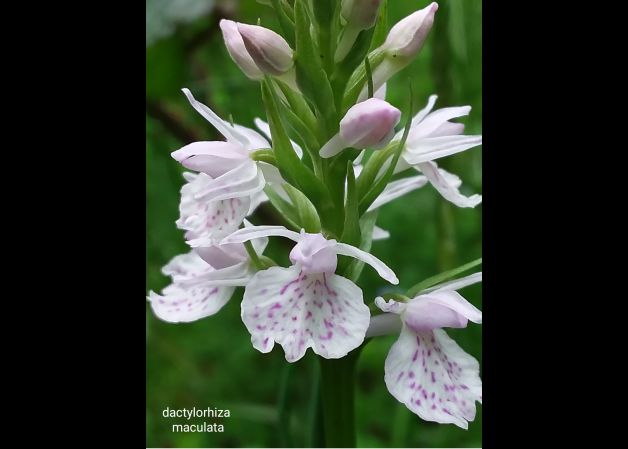 Orquídeas silvestres