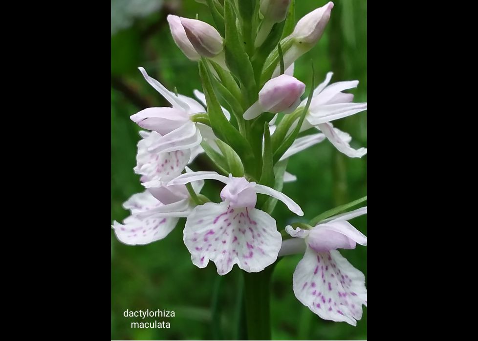 Orquídeas silvestres 