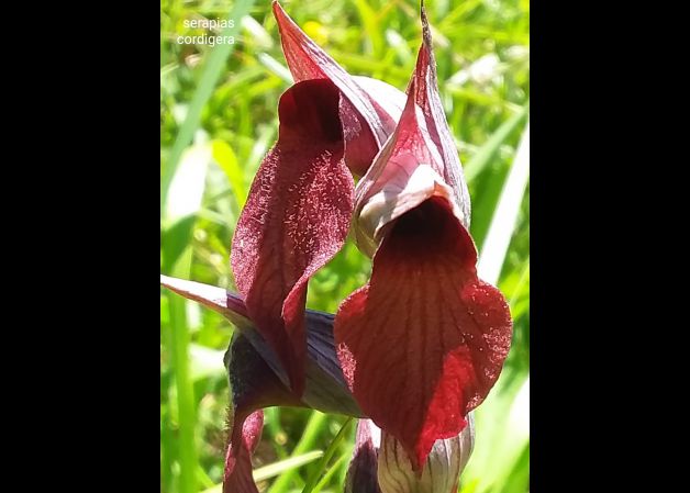 Orquídeas silvestres