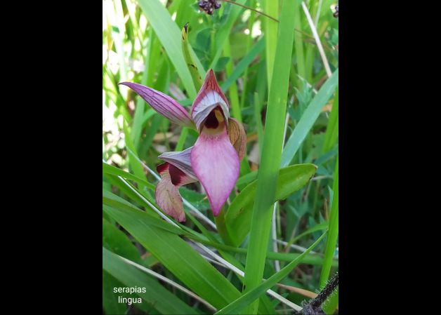 Orquídeas silvestres