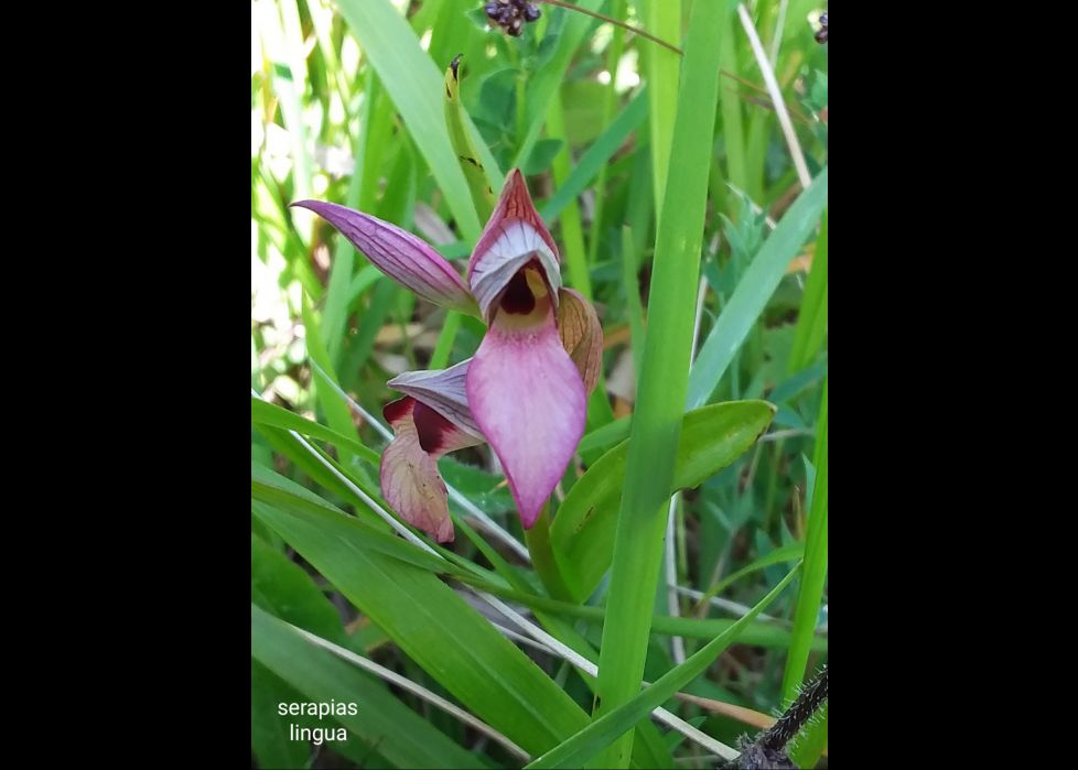 Orquídeas silvestres