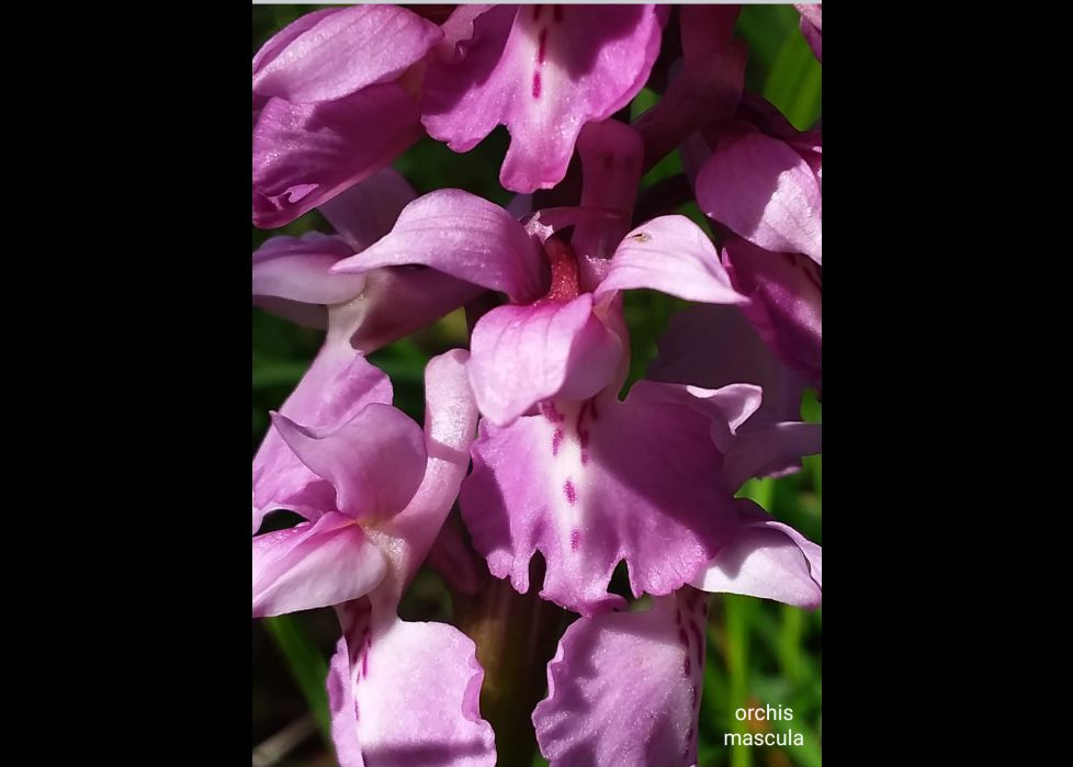 Orquídeas silvestres