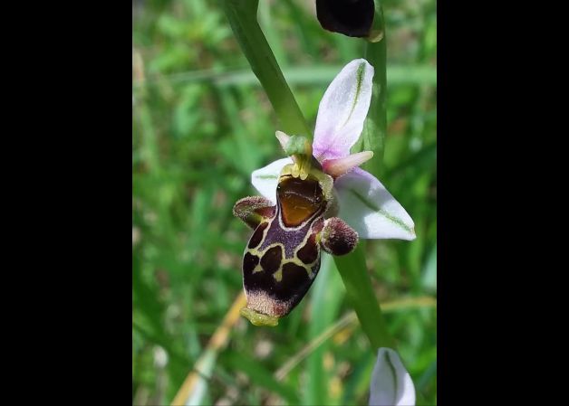 Orquídeas silvestres 