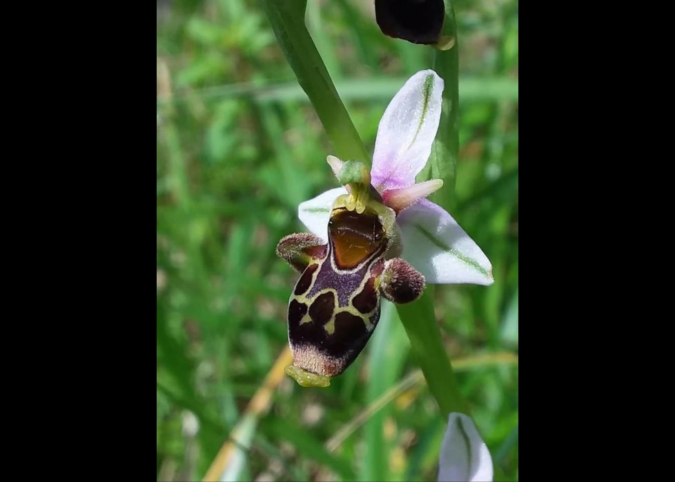 Orquídeas silvestres 