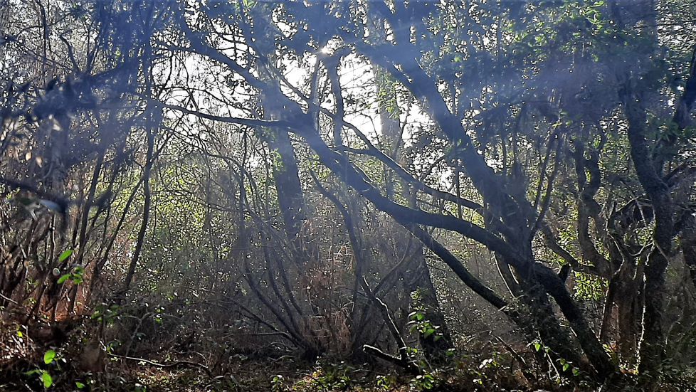 En el País de las Hadas.