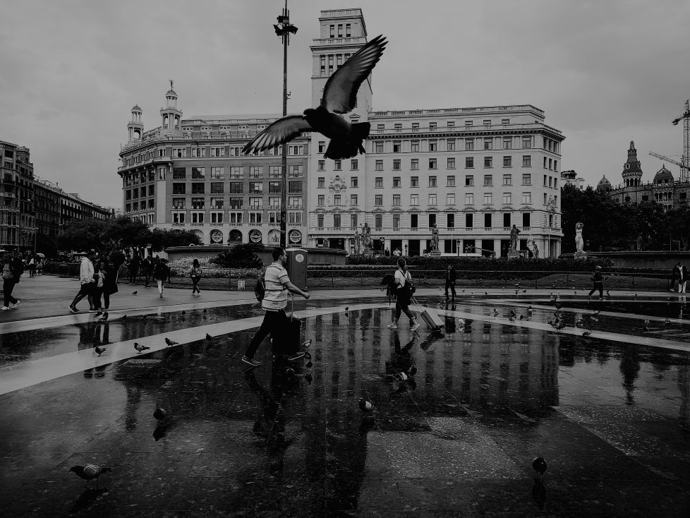 Paloma en Plaza Cataluña