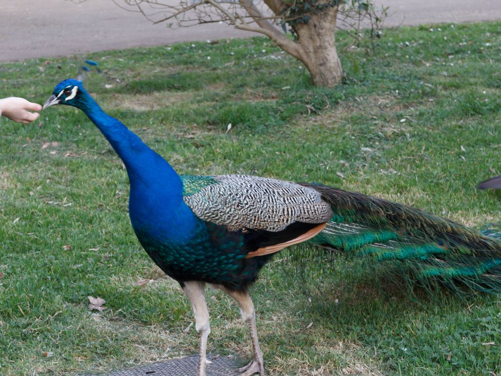 pavo real